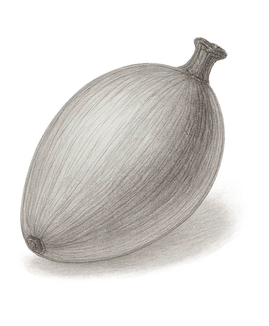 Chleopatra batana olie elaeis oleifera 05714321001770 frugt