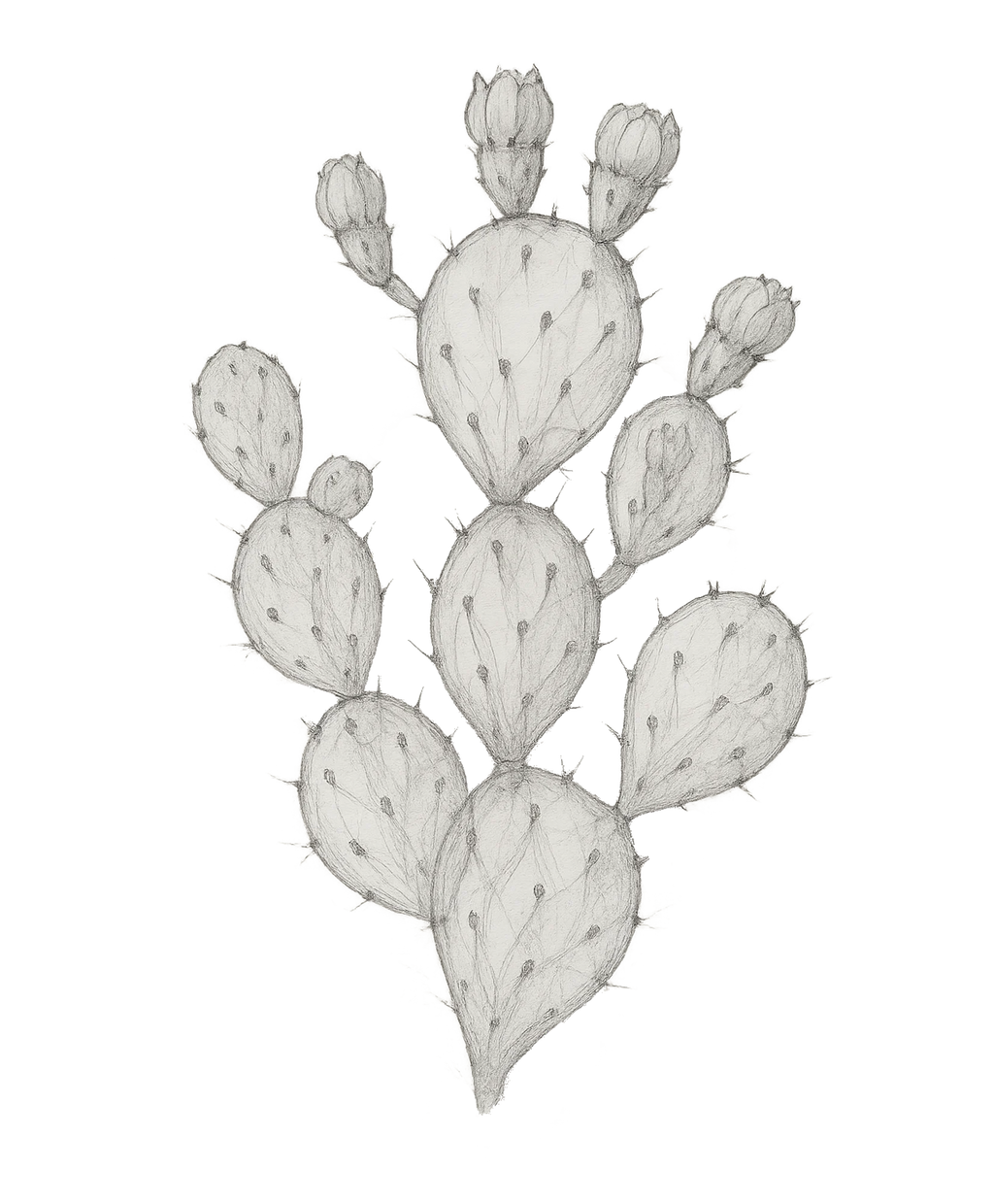 Chleopatra figenkaktus frø olie opuntia ficus indica 571432100003 kaktus