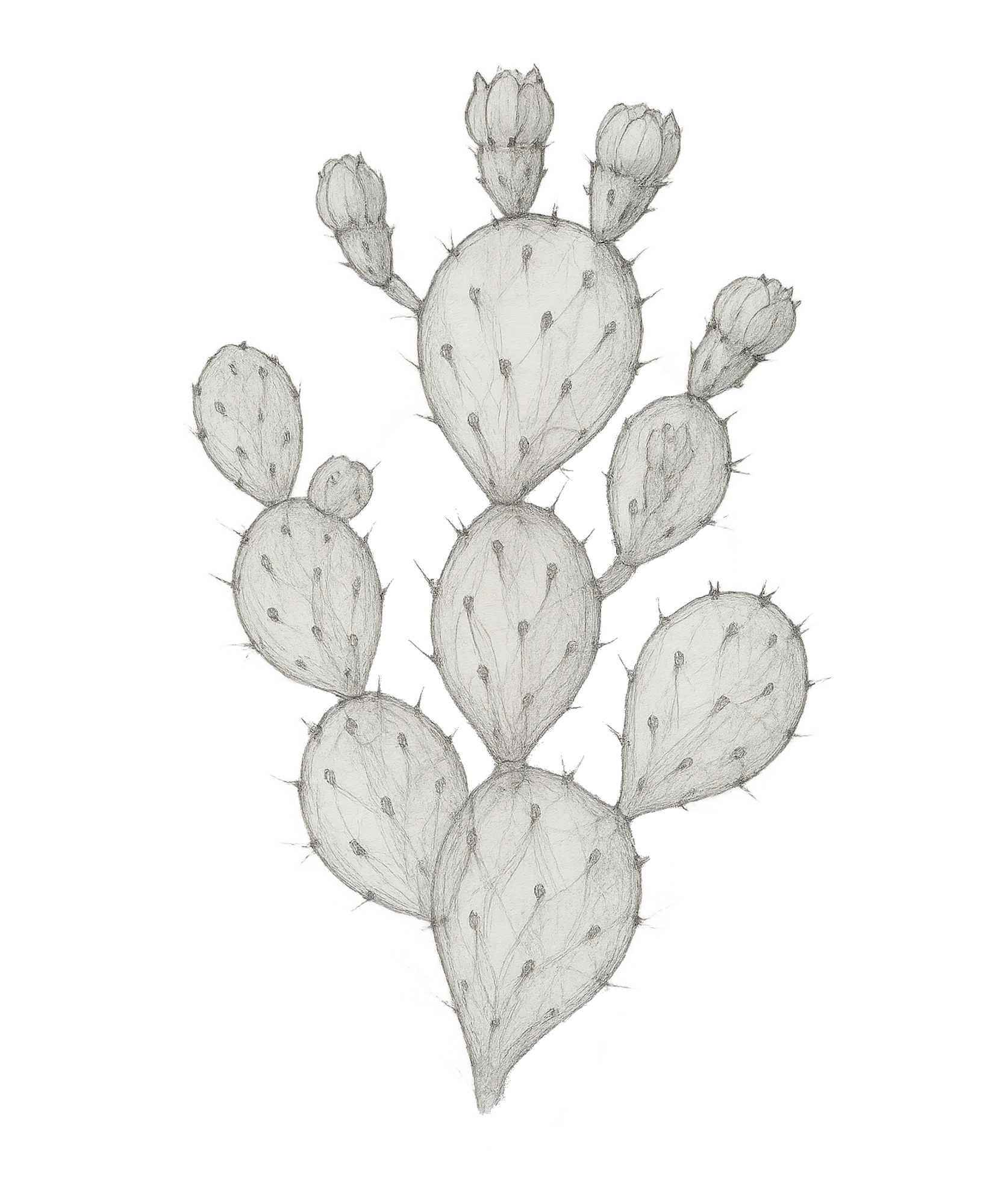 Chleopatra figenkaktus frø olie opuntia ficus indica 571432100003 kaktus