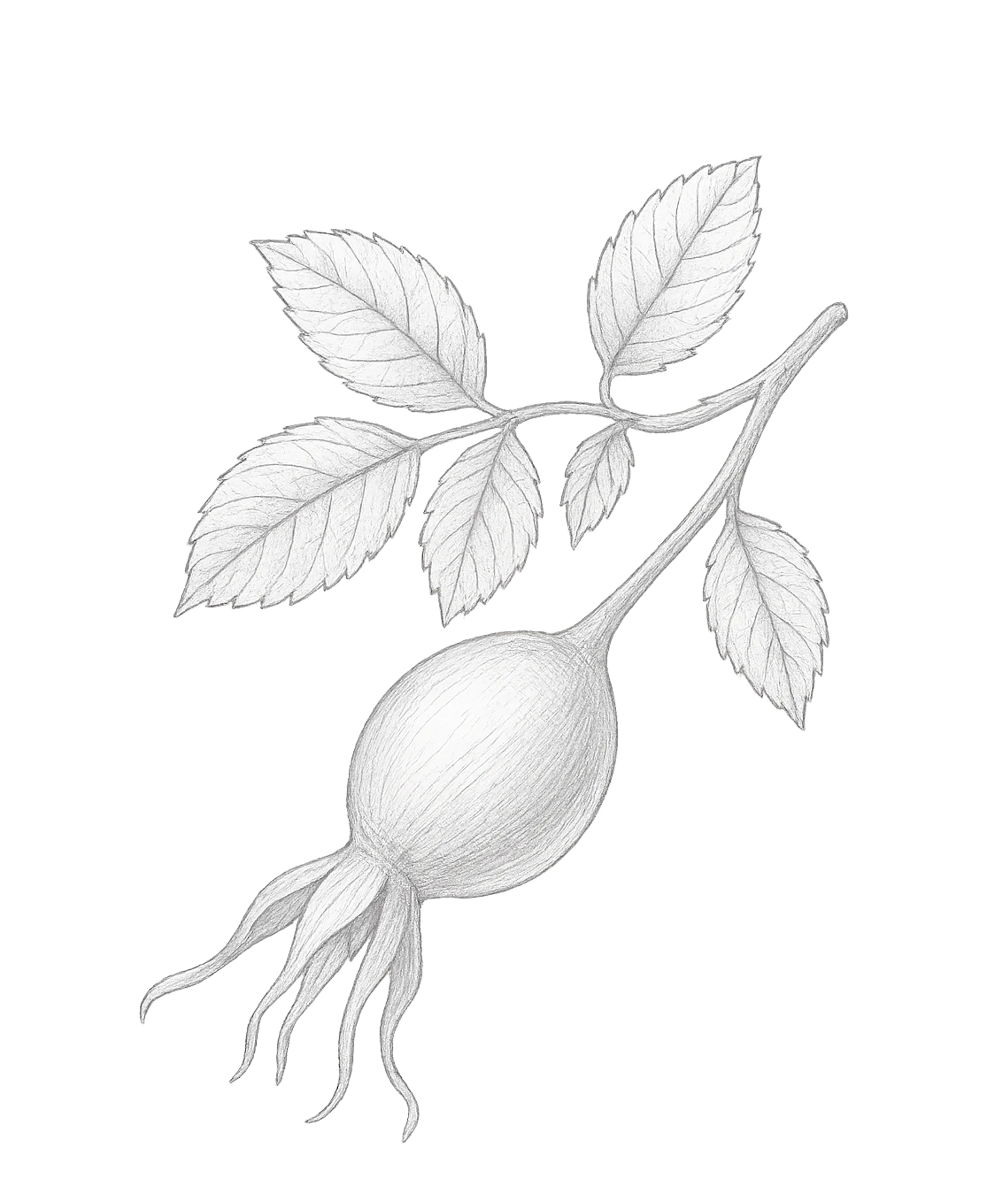 Chleopatra hybenkerneolie rosa canina 571432100009 bær