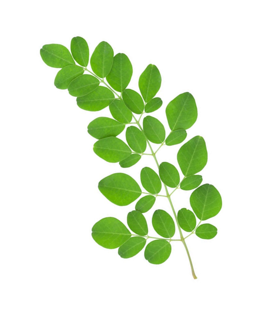 moringa - moringa oleifera